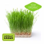 Live Wheatgrass (Cat Grass) Microgreens