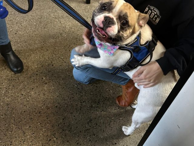 Frenchie.jpg