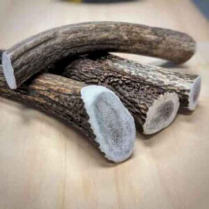 Antler, chew, long lasting, treat